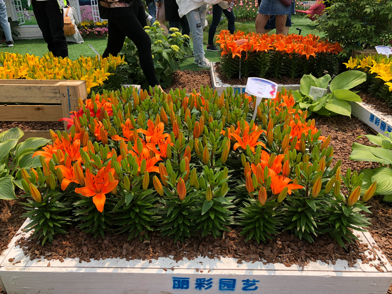 百合不开花如何处理