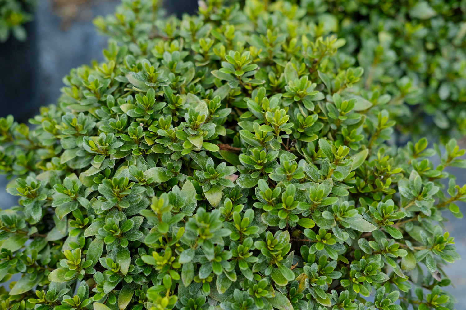 杜鹃不开花是什么原因