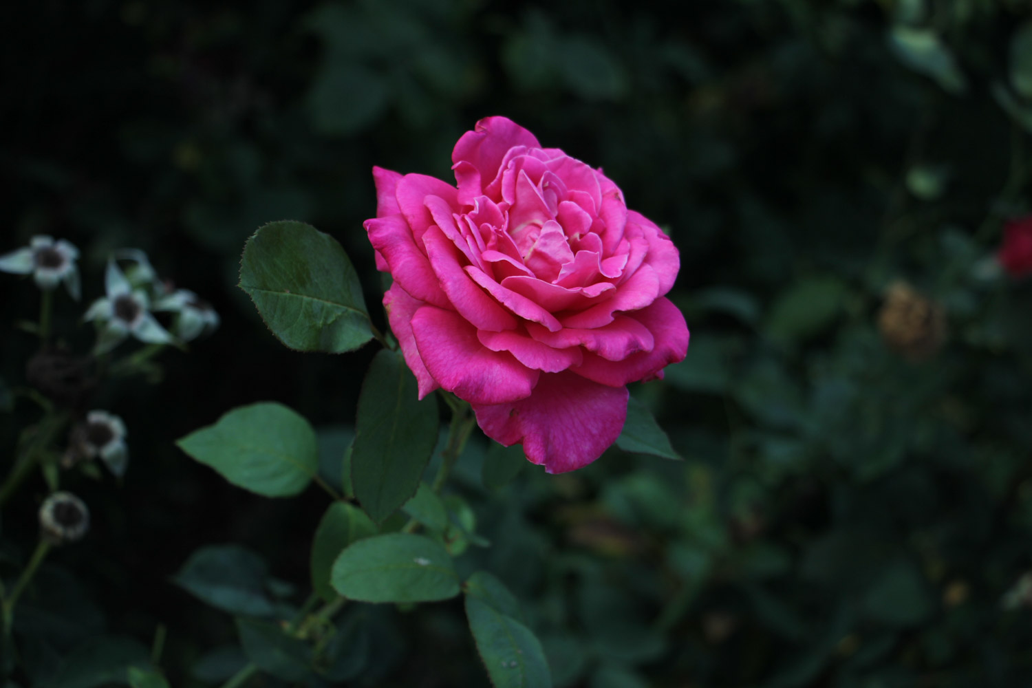 月季枯叶不是病，补完这些小东西，立马窜芽开花！