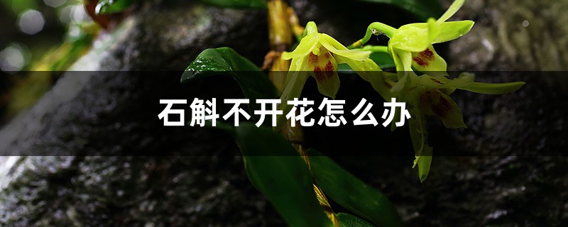 石斛不开花如何办