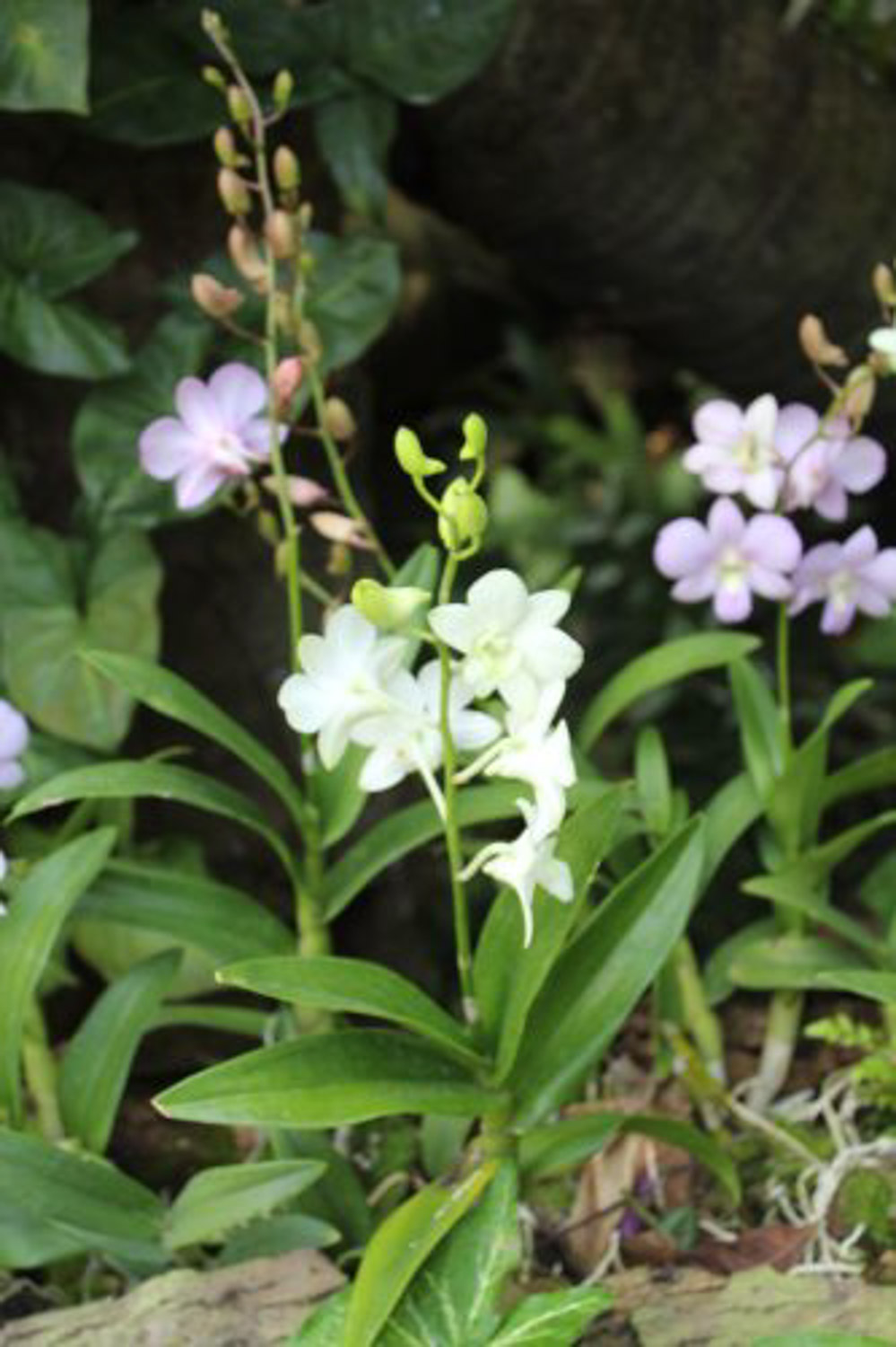 石斛不开花如何办