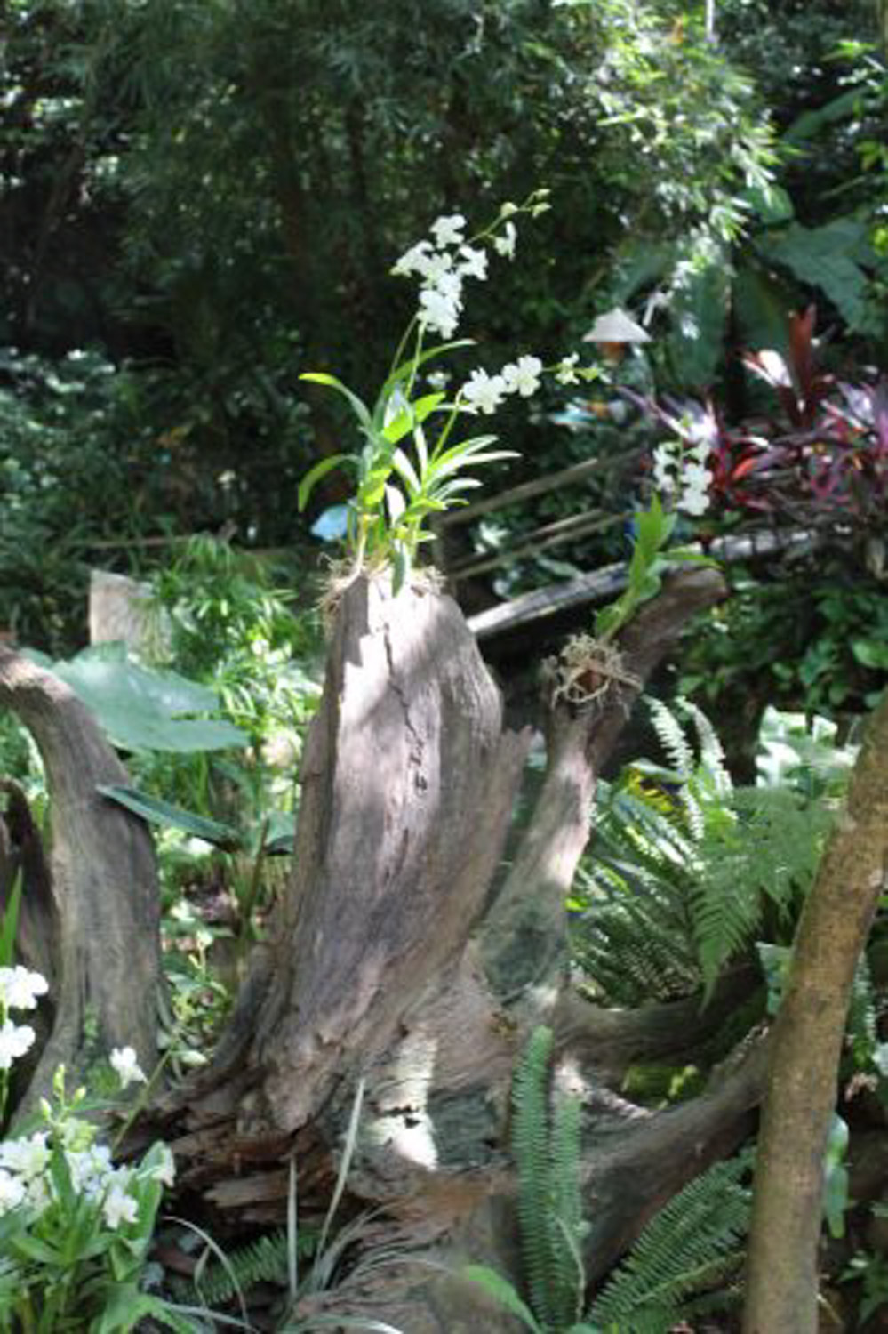 石斛不开花如何办