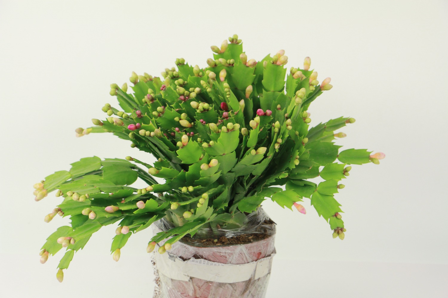 蟹爪兰不开花如何办