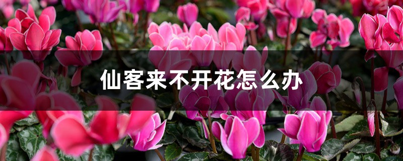仙客来不开花如何办