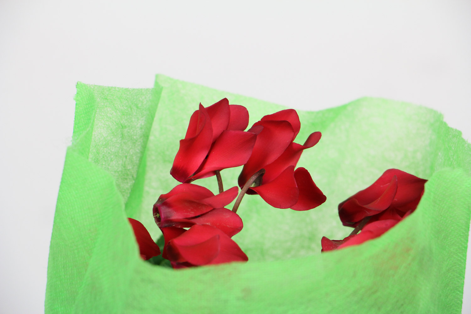 仙客来不开花如何办