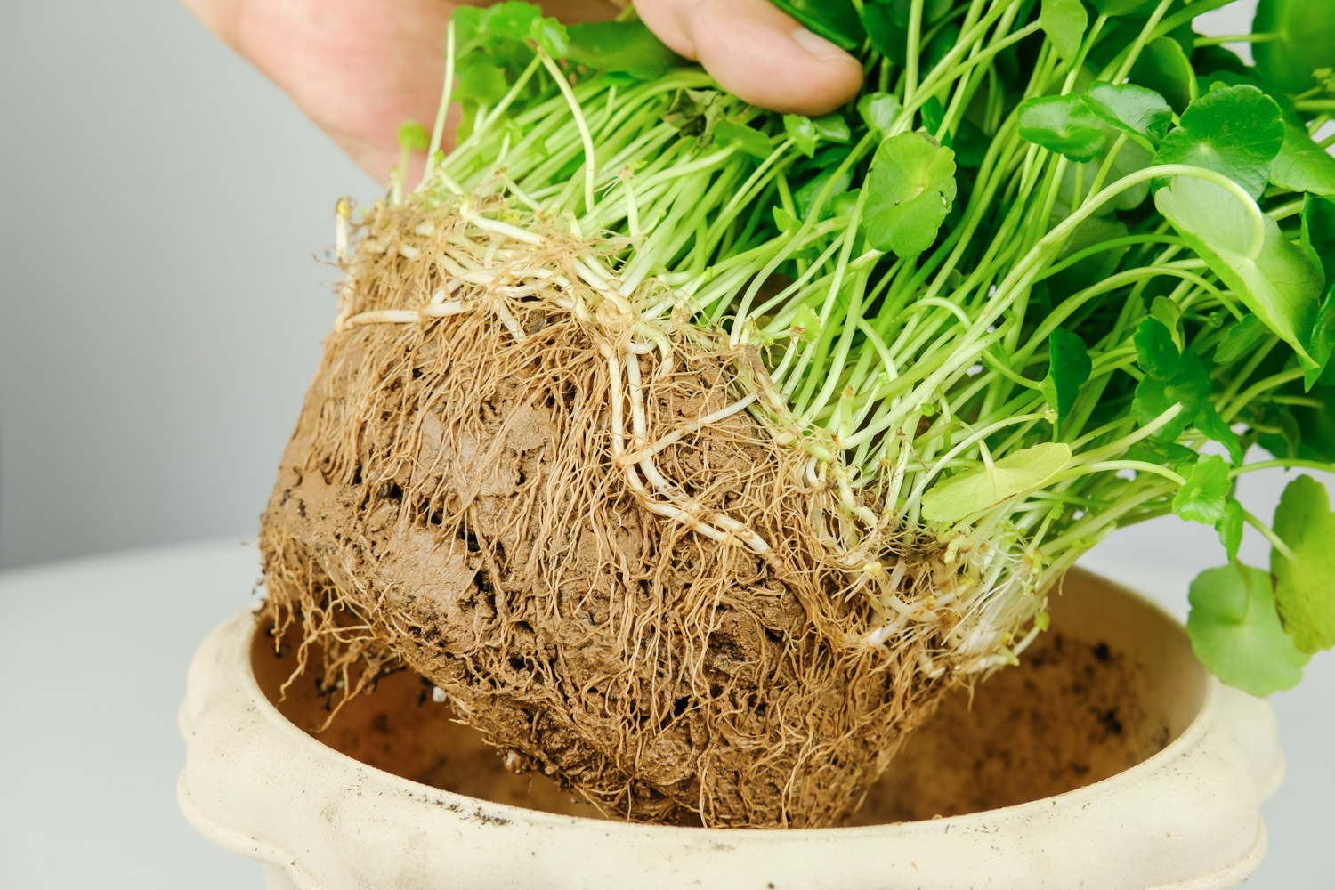 铜钱草叶子干枯如何办