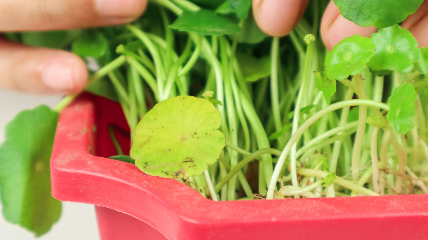 铜钱草叶子干枯如何办