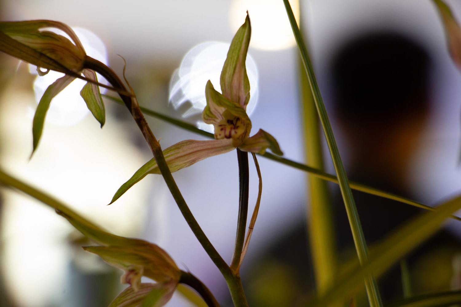 兰花不开花是什么原因