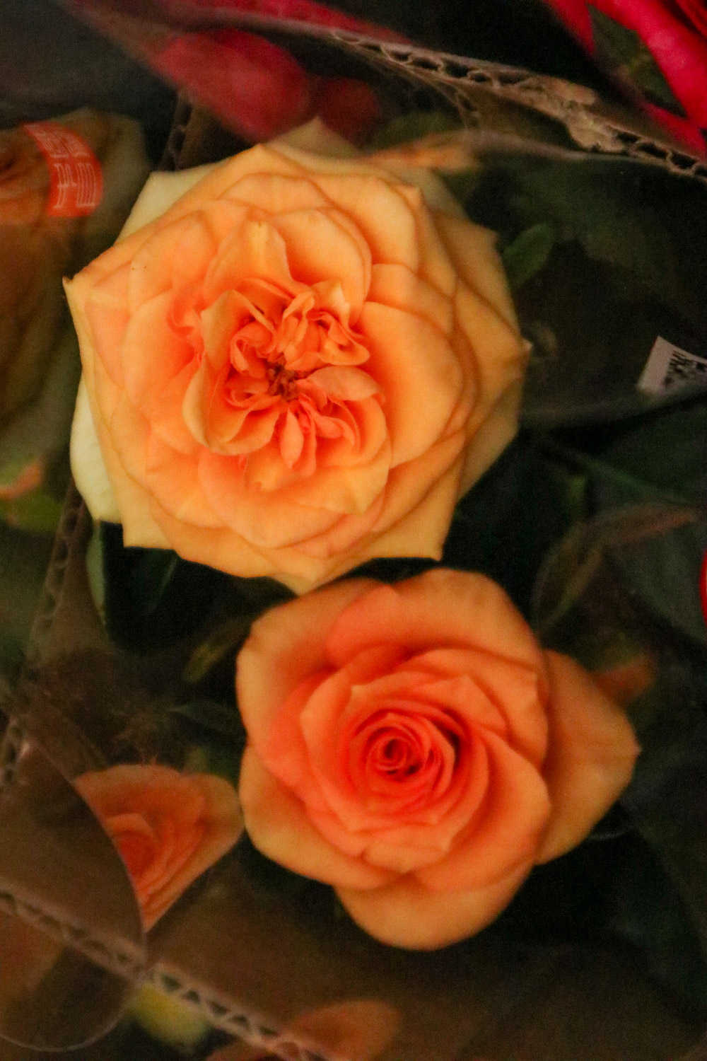 月季不开花是什么原因