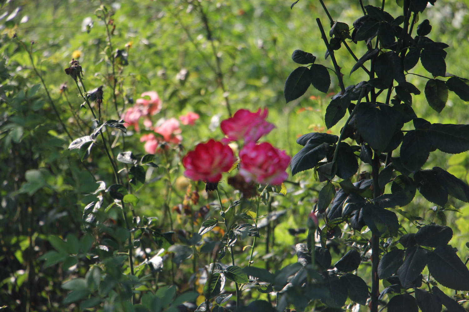 月季不开花是什么原因