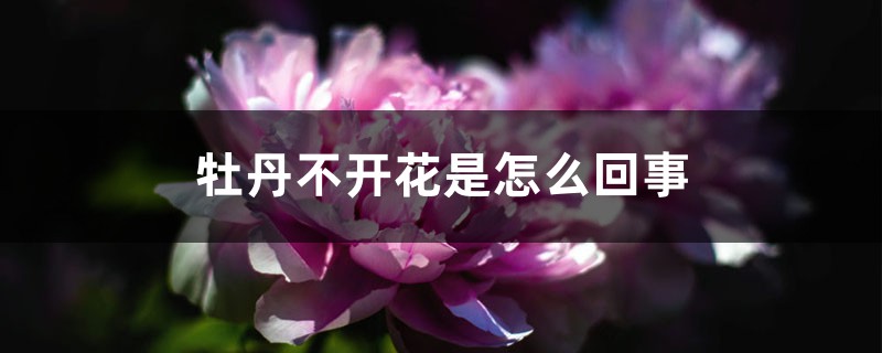 牡丹不开花是如何回事