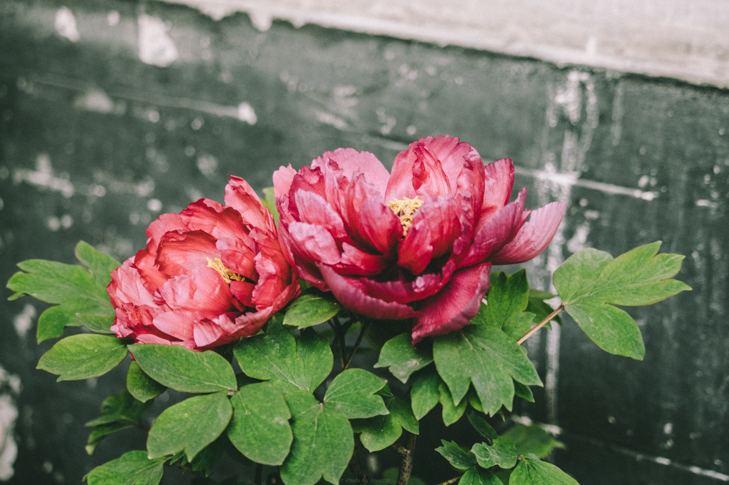 牡丹 牡丹不开花是如何回事