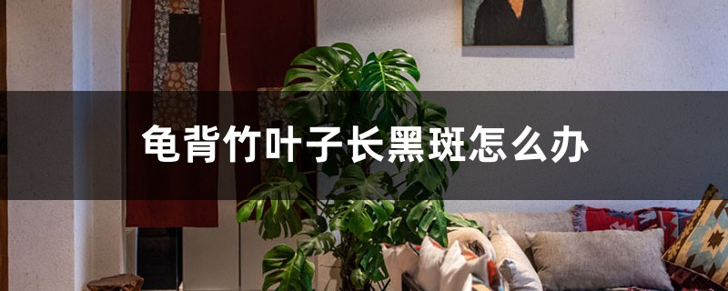 龟背竹叶子长黑斑如何办