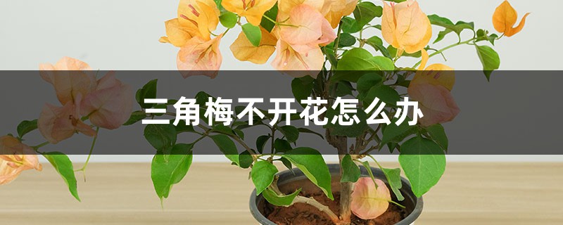 三角梅不开花如何办