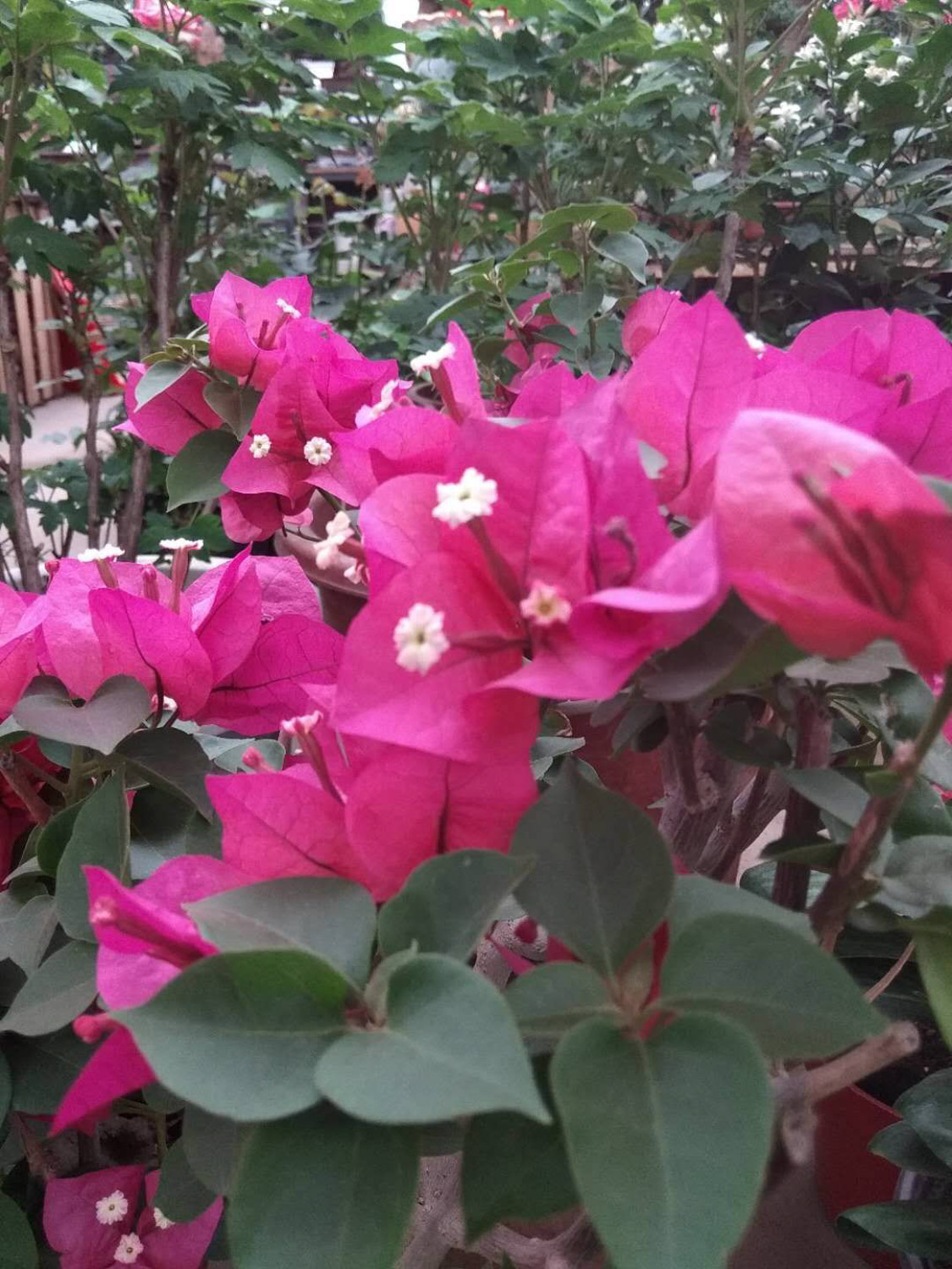 三角梅 三角梅不开花如何办