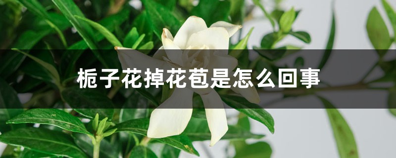 栀子花掉花苞是如何回事