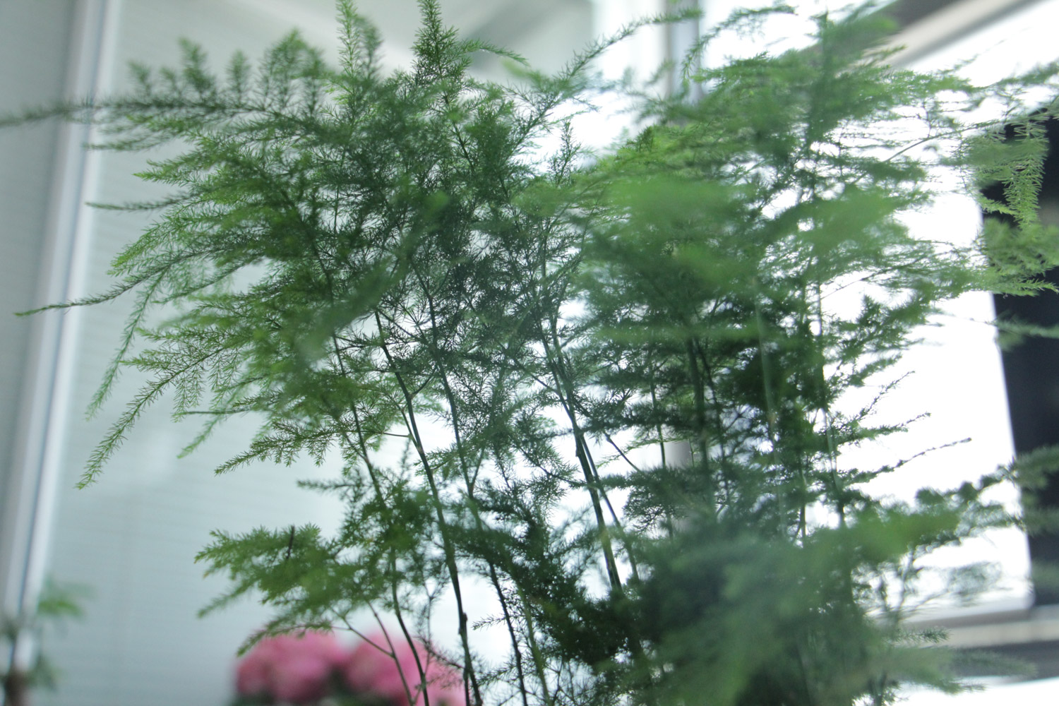 文竹 文竹水浇多了如何办