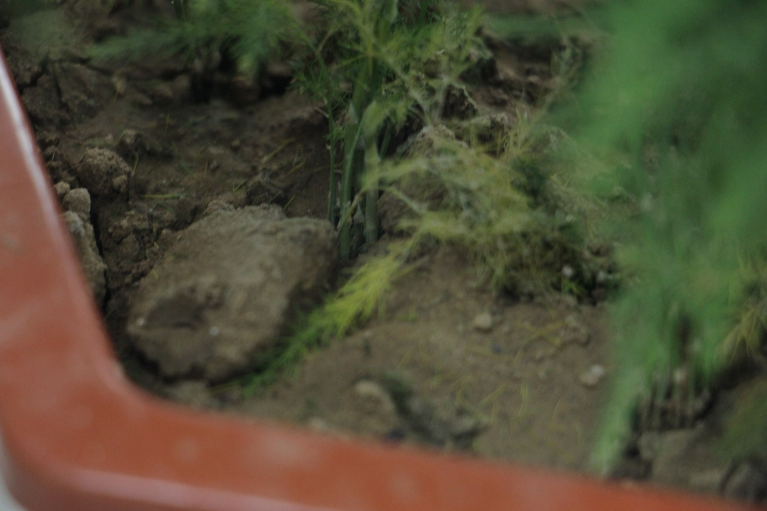 文竹 文竹长得太长如何办