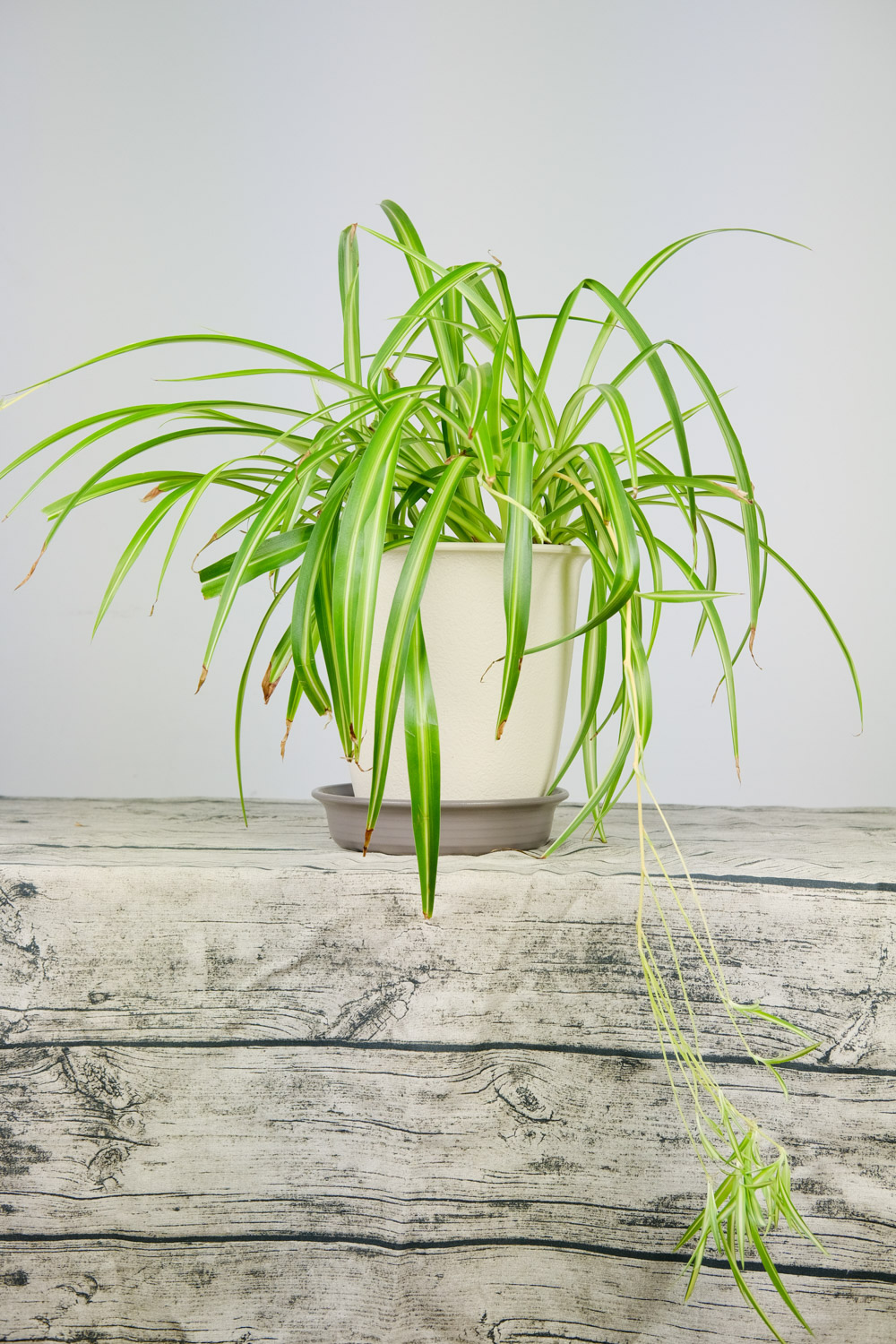 吊兰不开花如何办