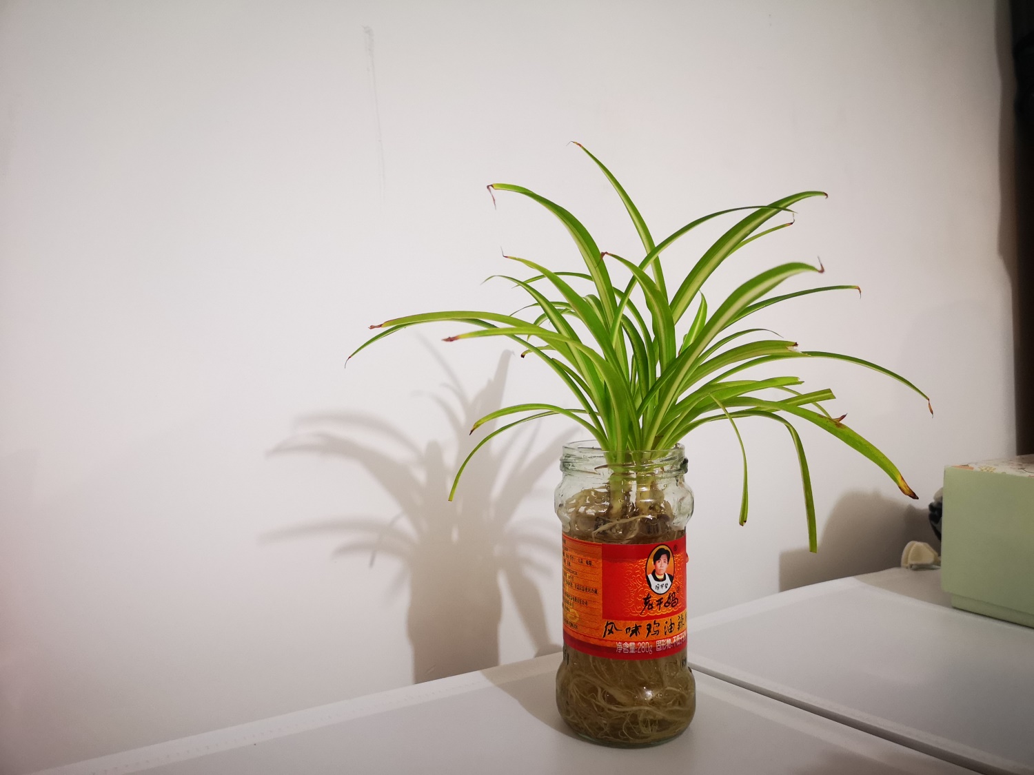 吊兰不开花如何办