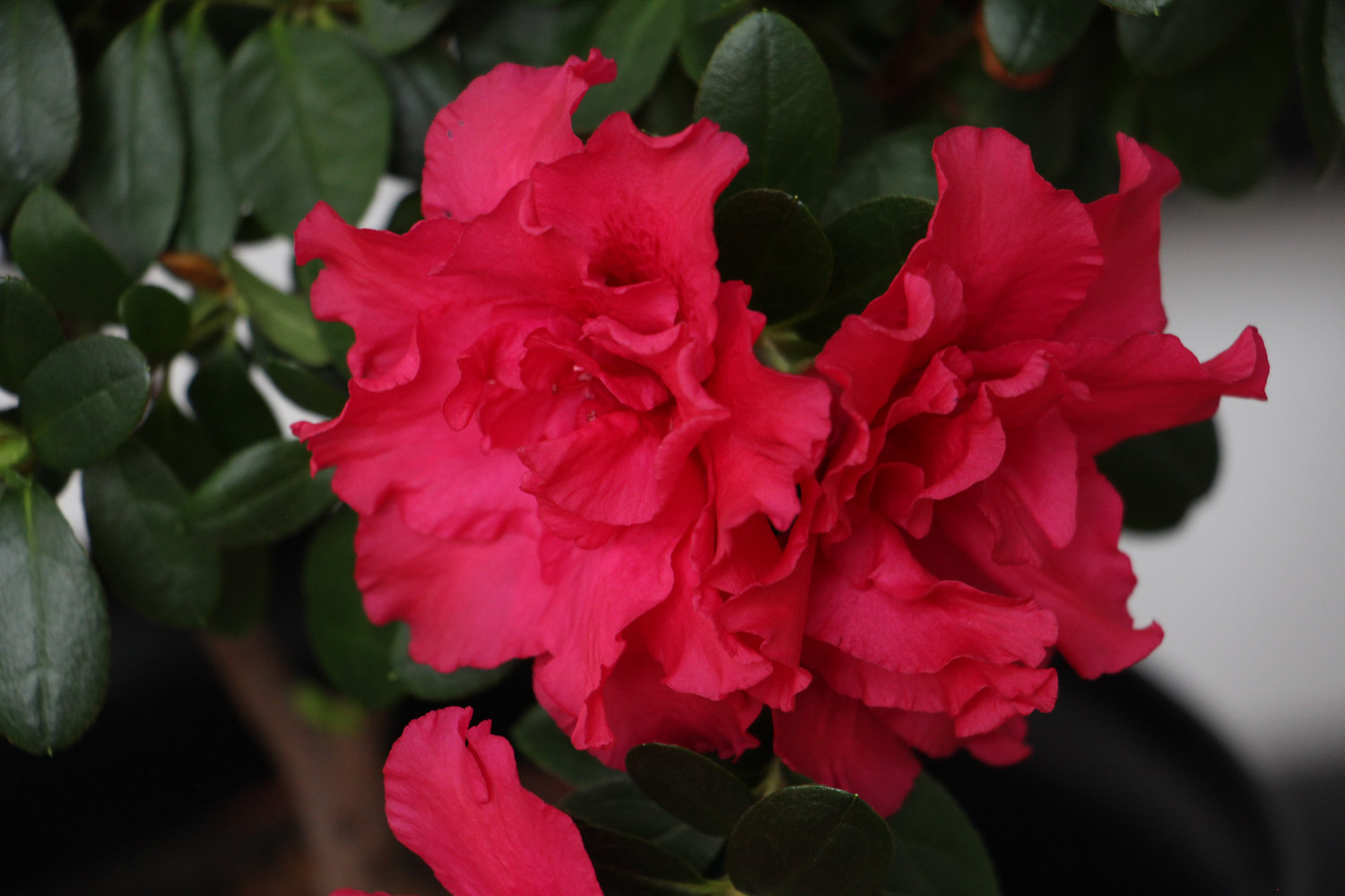 杜鹃花叶子干枯如何办