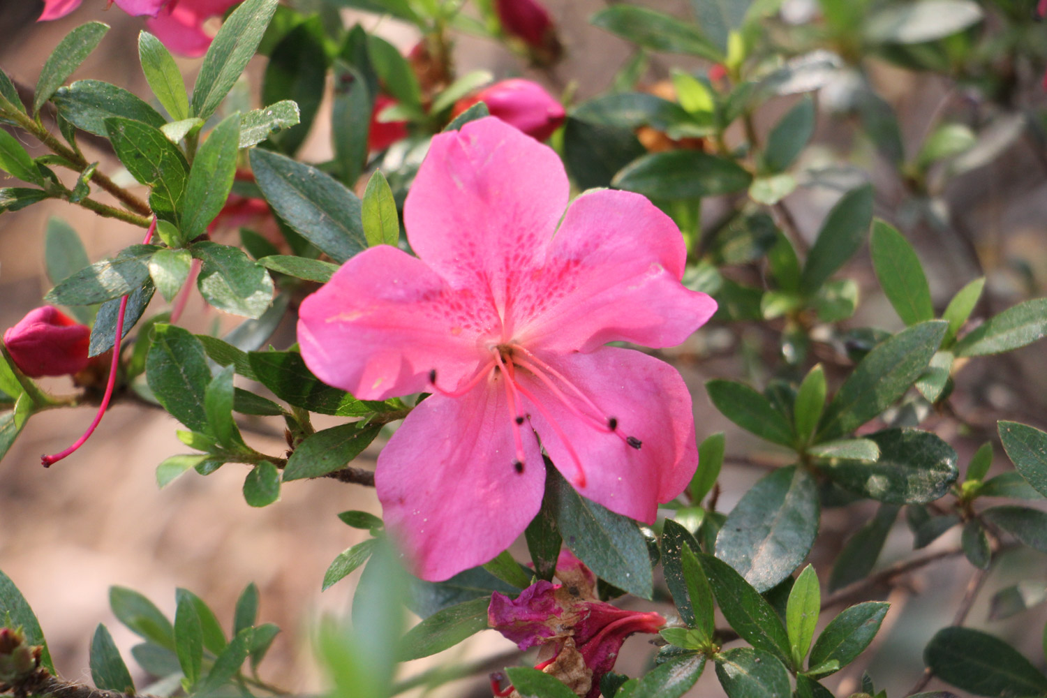 杜鹃花叶子干枯如何办