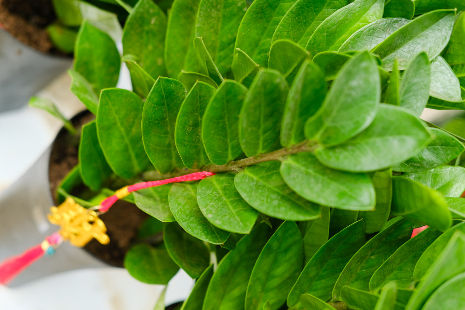 金钱树 金钱树掉叶子如何办