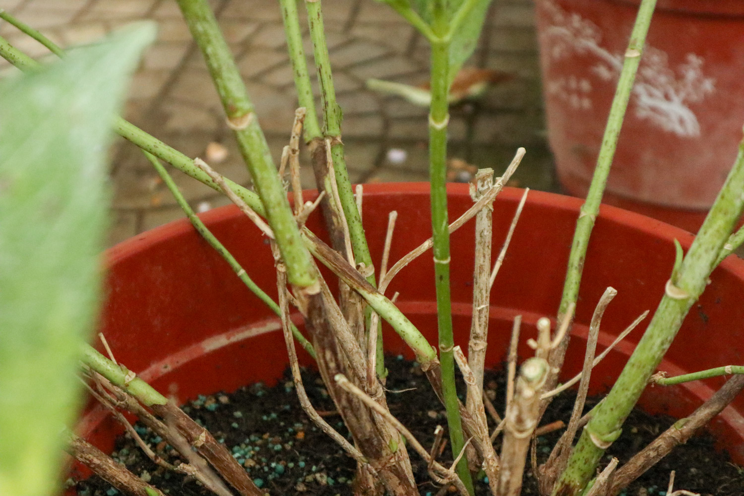 绣球不开花的原因