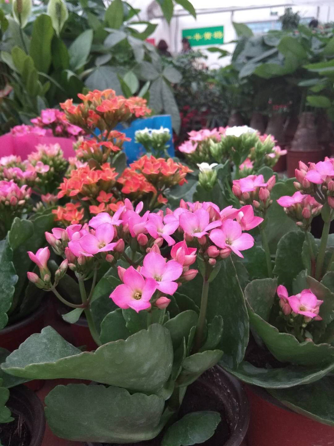 为何长寿花不开花