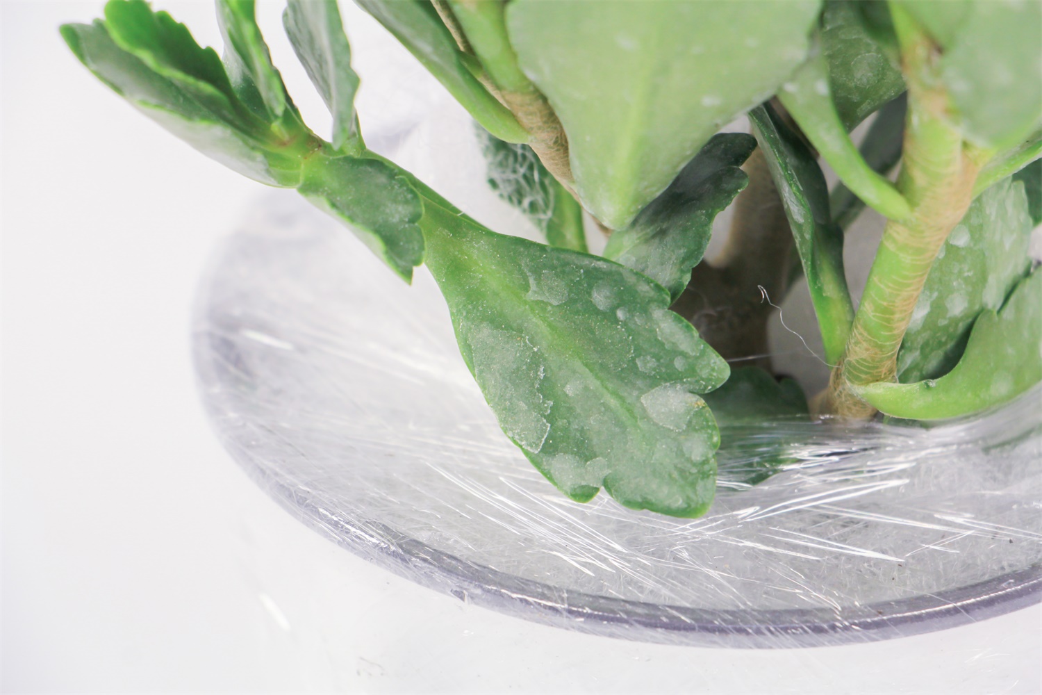 为何长寿花不开花