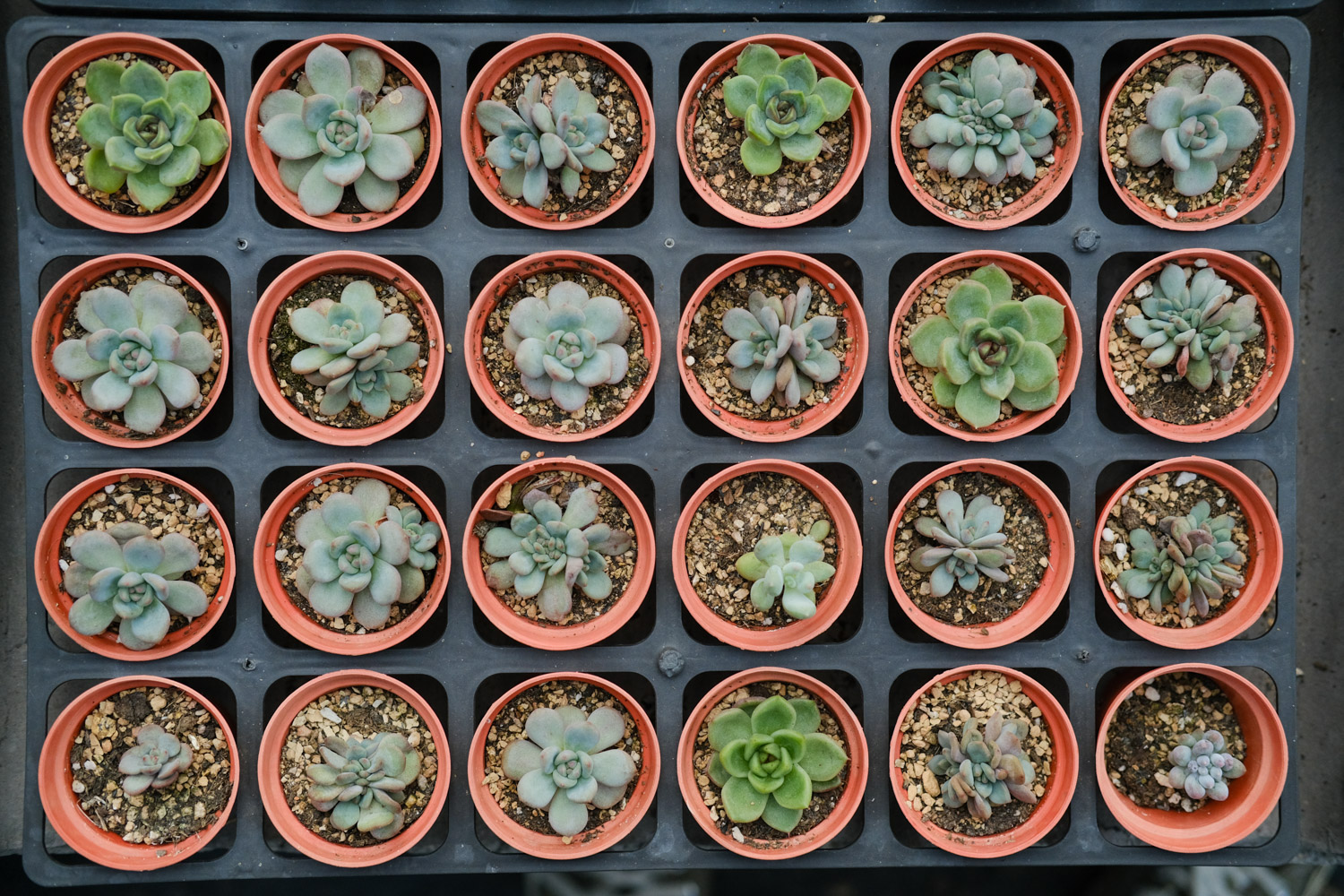 多肉 多肉叶子变软如何办