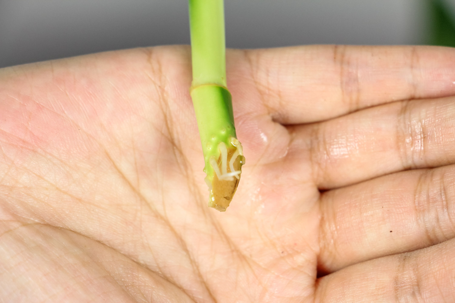 富贵竹叶子裂开如何办