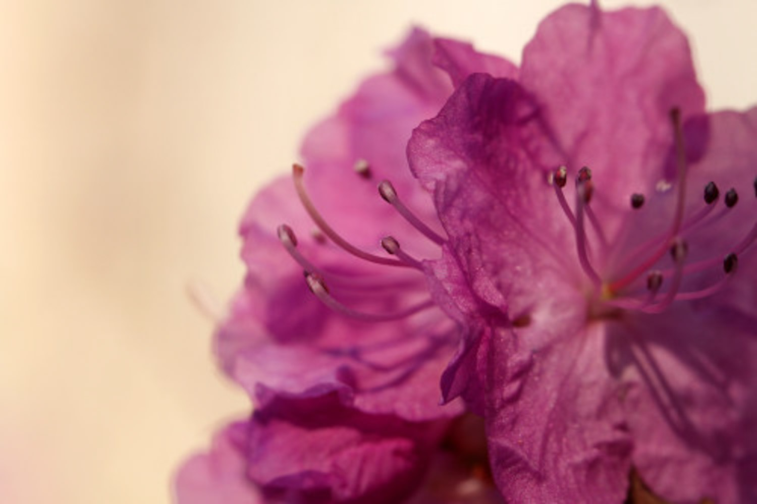 杜鹃花枯萎了如何救活