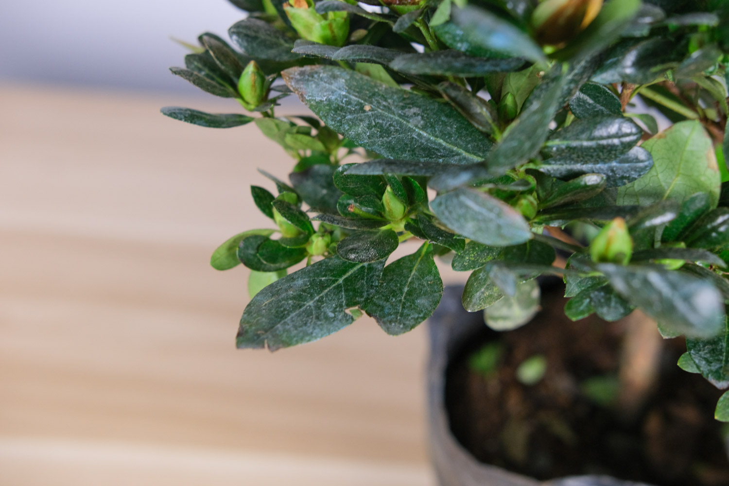 杜鹃花枯萎了如何救活