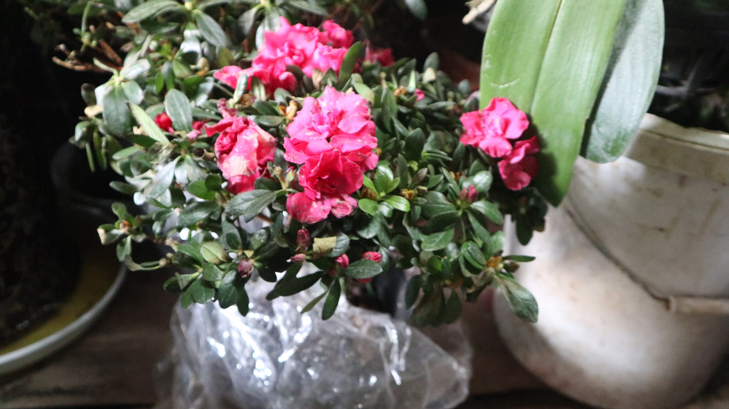 杜鹃花掉叶子如何补救