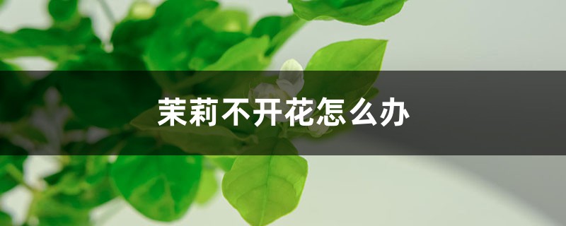 茉莉不开花如何办