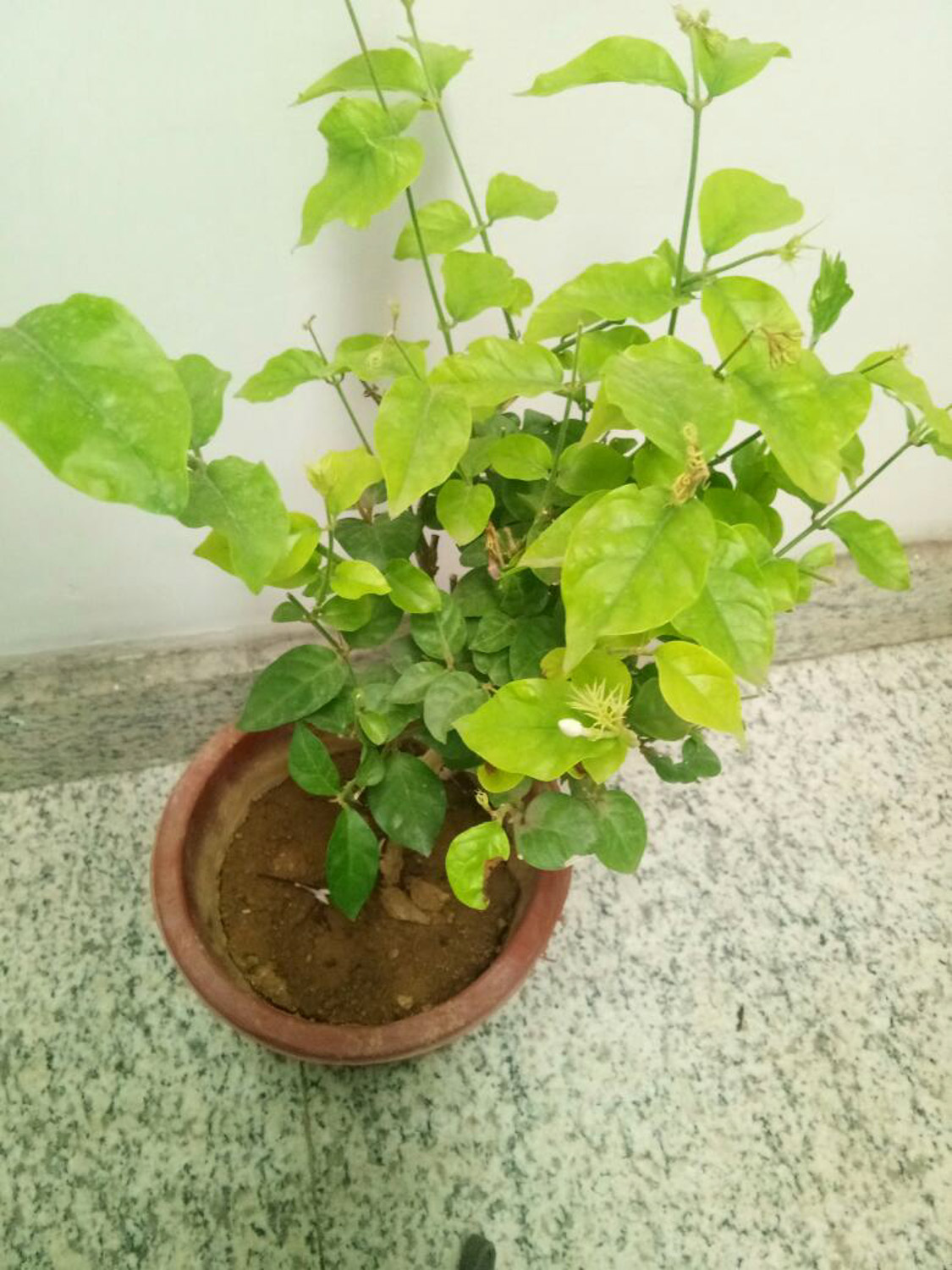 茉莉不开花如何办