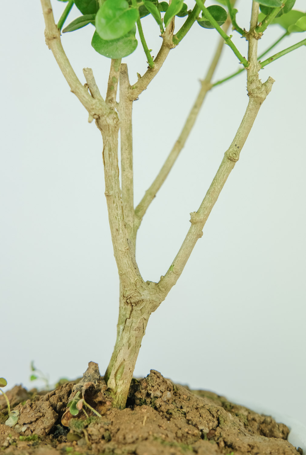 茉莉不开花如何办