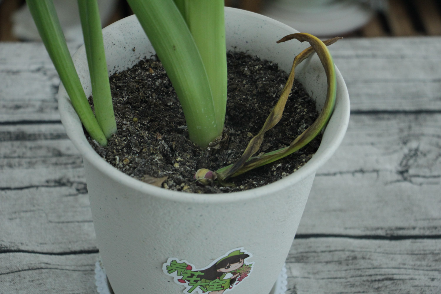 风信子 风信子夹箭如何办