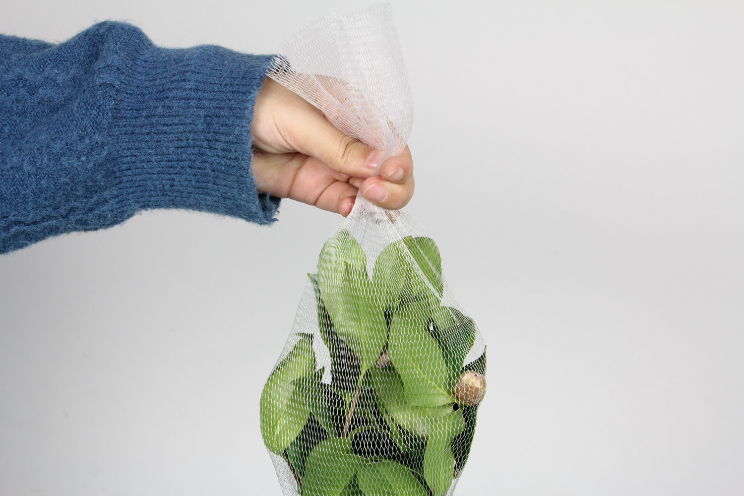 茶花不开花如何办