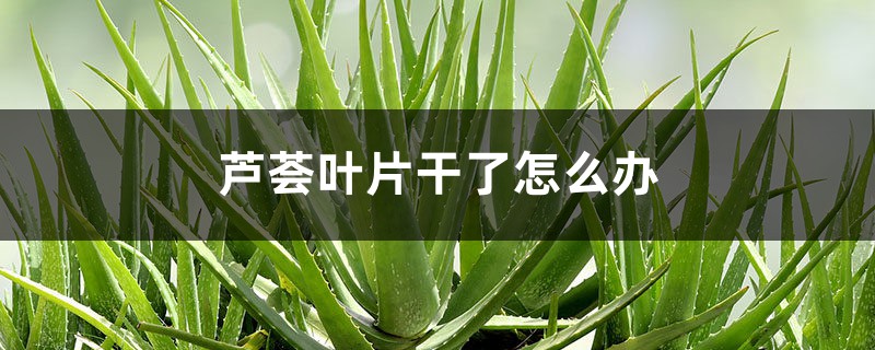 芦荟叶片干了如何办