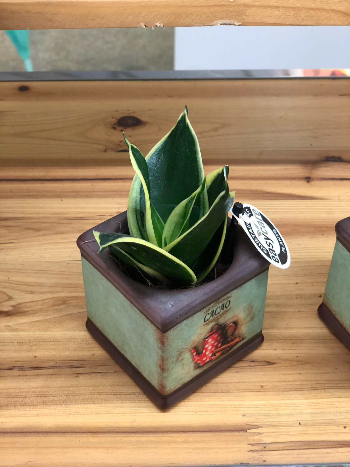 虎皮兰叶子发软是什么原因