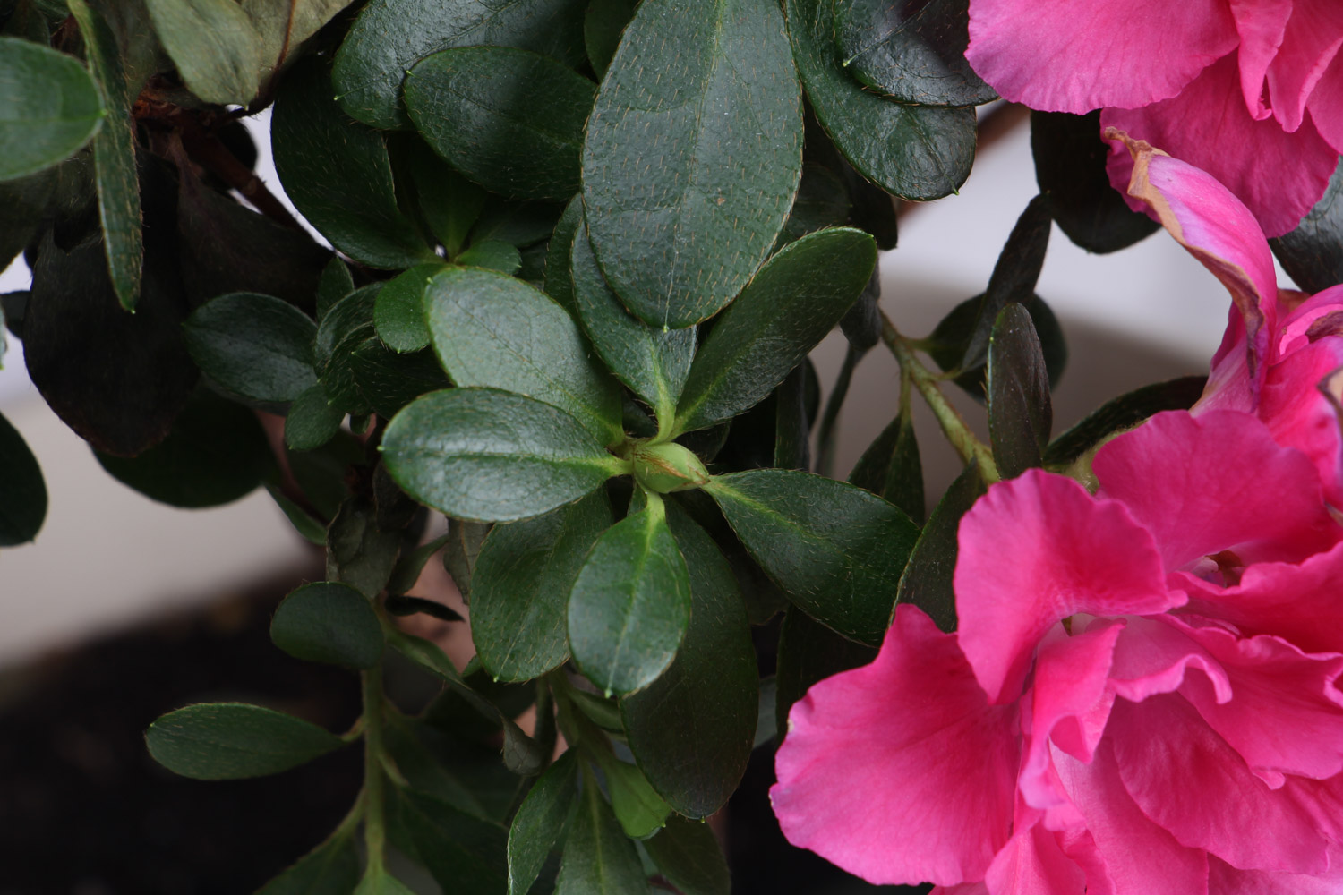 杜鹃花花蕾枯萎如何办