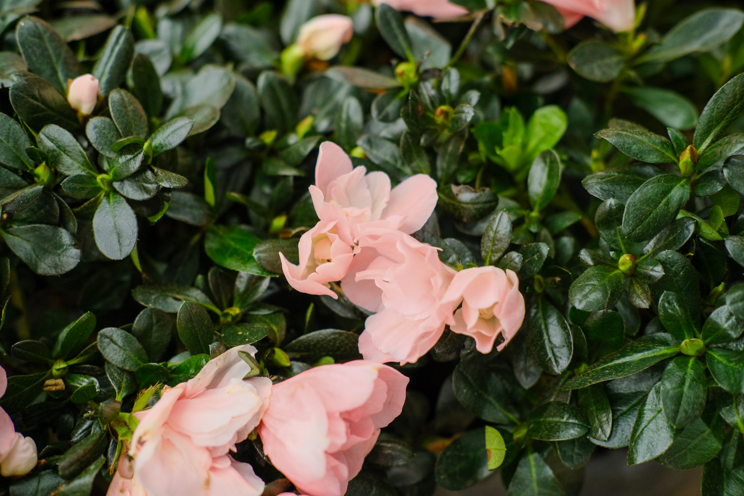 杜鹃花为何不开花