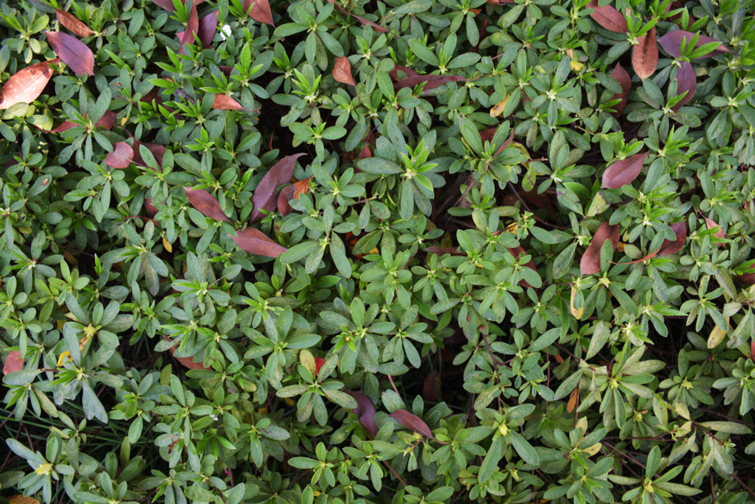 家养杜鹃花萎蔫如何办