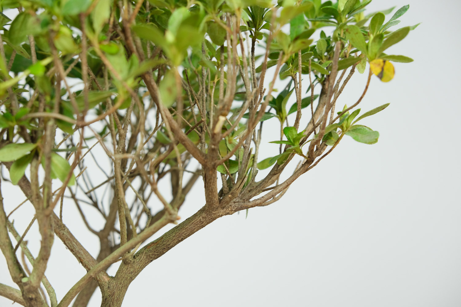 家养杜鹃花萎蔫如何办