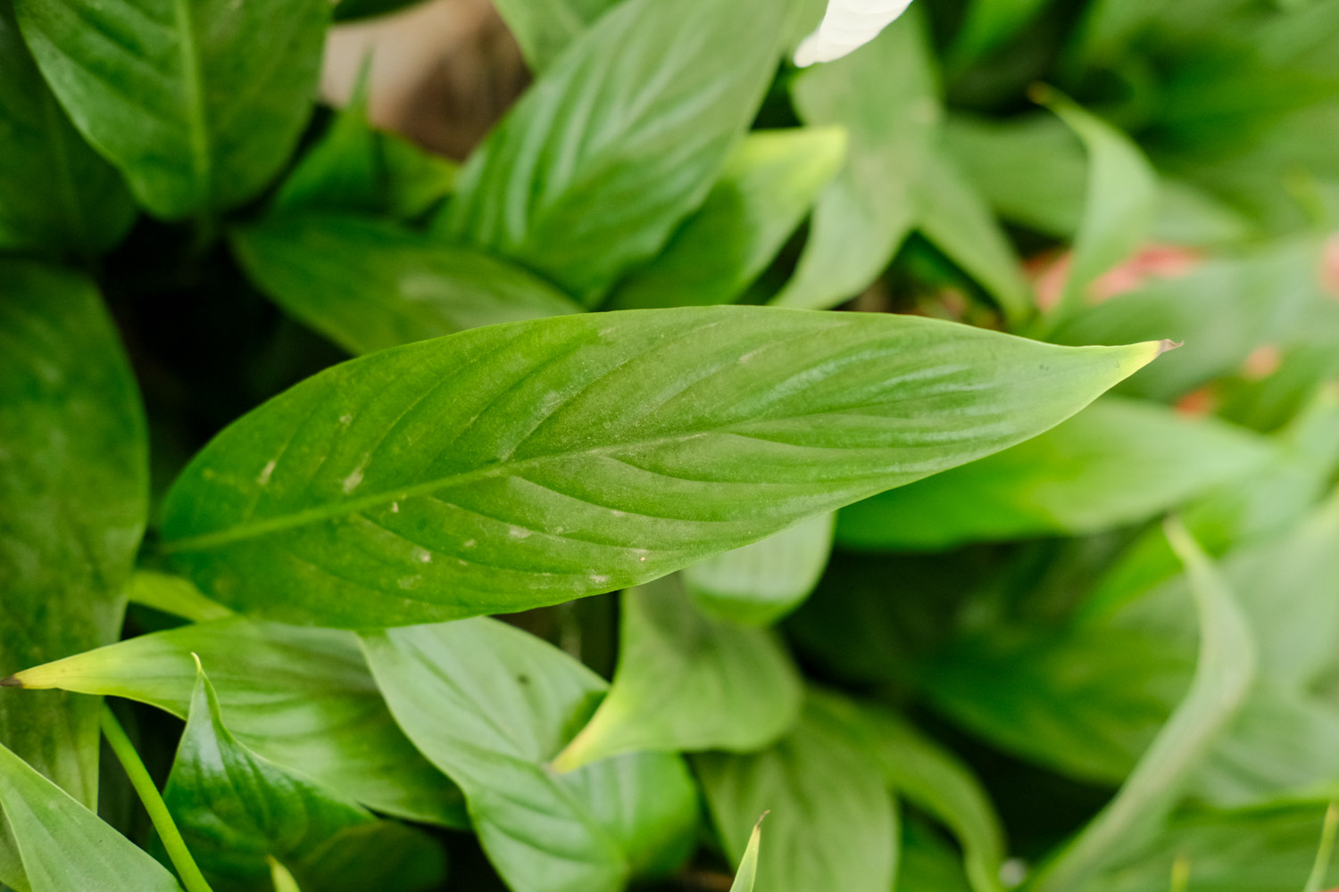 白掌 白掌为何不开花