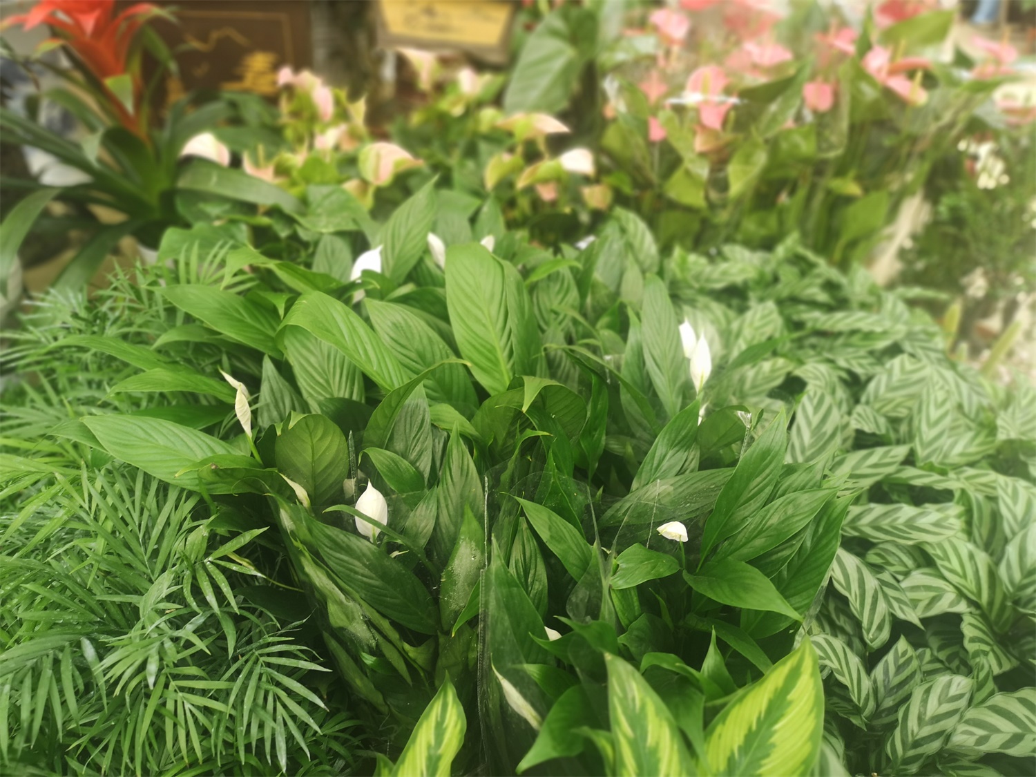 白掌 白掌为何不开花