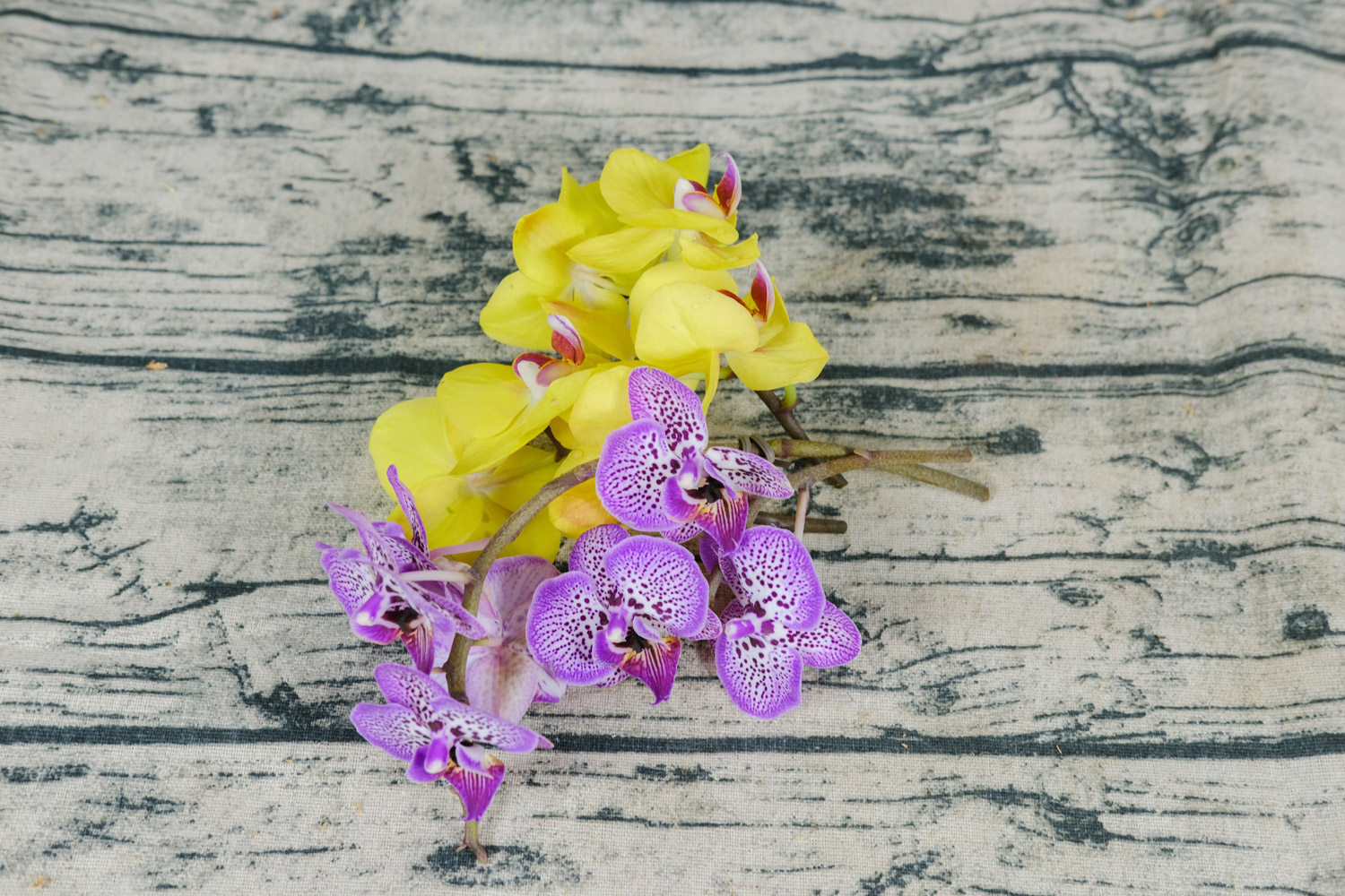 蝴蝶兰叶子有黑斑如何办