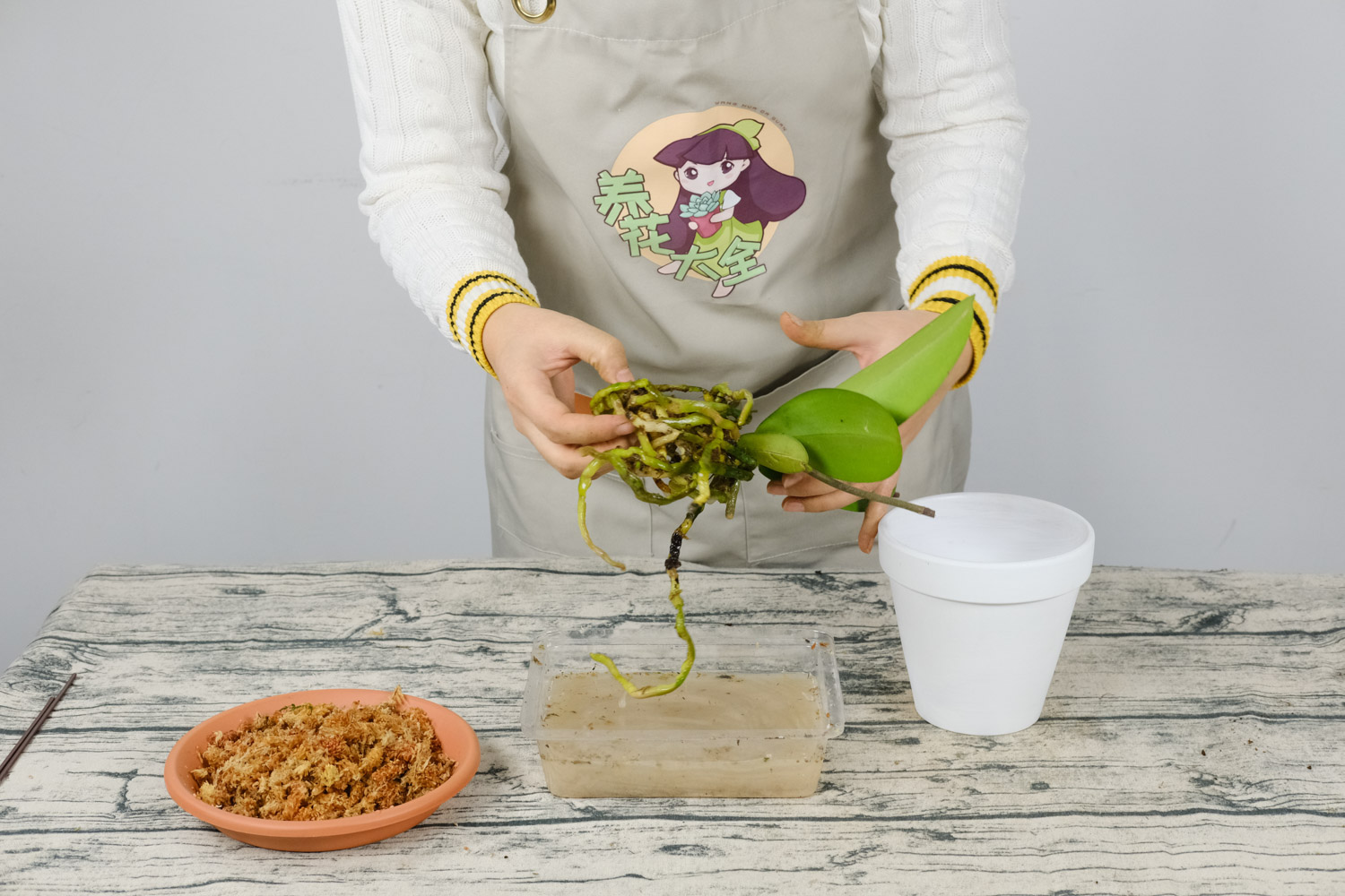 蝴蝶兰叶子有黑斑如何办